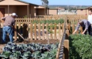 Büyükşehirin Hobi Bahçesinde emekliler ilk hasadı...