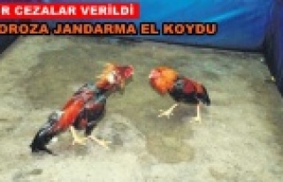 Alanya'da horoz dövüşü baskını