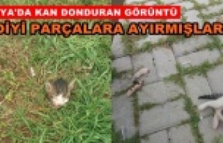 Alanya’da kedi vahşeti
