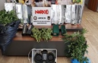 Esrar maddesi ve hint keneviri ele geçirildi