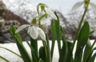 Kardelenler koruma altına alındı