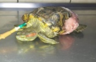 4. kattan düşen kaplumbağa tedavi edildi