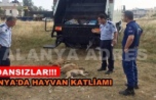 Alanya'da köpekleri zehirlediler