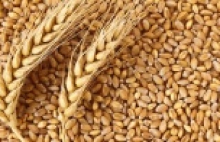 Antalya’da buğday alım fiyatını açıkladı
