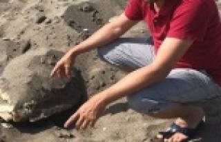 Başı ezilmiş caretta ceratta bulundu