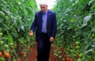 Domateste Rusya sevincine ‘güve’ gölgesi