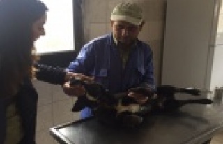 Küçüklüğünde boynuna geçirilen tasma sonu oluyordu