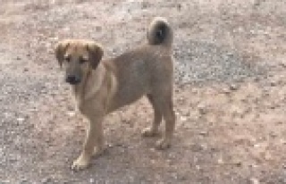 Kulağı kesilen köpeklere büyükşehirden yardım...