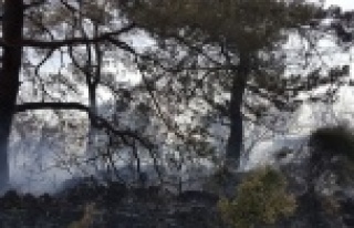 Orman yangını seralara sıçramadan söndürüldü