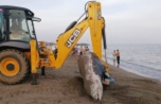 Plaja 4 metrelik balina ölüsü vurdu