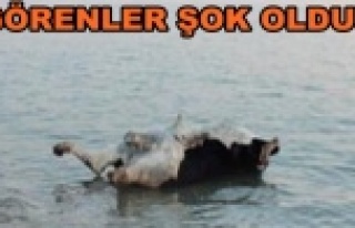 Sahile boğa ölüsü vurdu