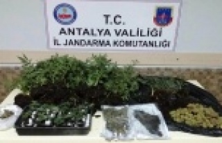 Uyuşturucu operasyonu 1 kişi gözaltında