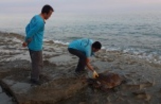 Alanya'da ölü caretta caretta sahile vurdu