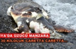 Alanya'da sahile caretta caretta vurdu