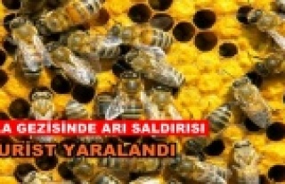 Alanya'da turistlere arı saldırısı
