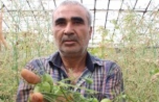 Domates fiyatları yüzde 400 arttı