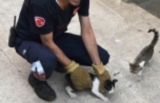 Girdikleri balkonda 2 gün mahsur kalan yavru kedileri...