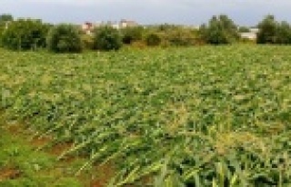 Mısır üreticisini dolu vurdu