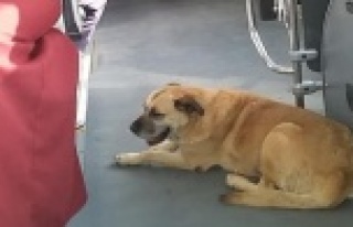 Otobüsün sevimli davetsiz misafiri