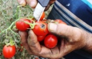 ‘Tuta’ yüzünden binlerce ton domates çöpe...