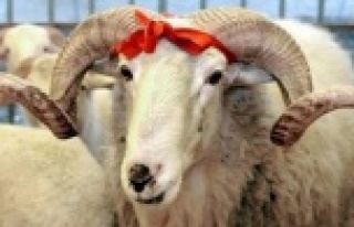 Alanya'da kurban kesim kursu başlıyor