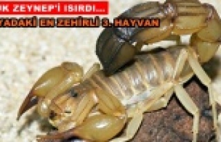 Alanya'da sarı akrep alarmı