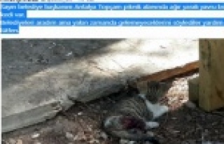 Büyükşehir sevimli dost için seferber oldu