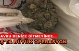 Caretta caretta yavruları vatandaşlar tarafından...