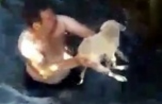 Dereye düşen yavru köpek suya giren genç tarafından...