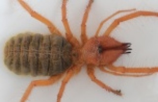 Et yiyen örümcek Alanya'da bir kişiyi ısırdı