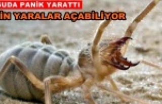 Gazipaşa ve Alanya bu böceğe dikkat!