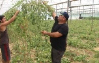 Serada 50 dereceyi gören çiftçi domates sezonunu...