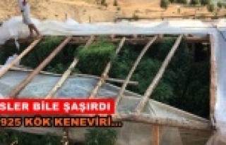 Alanya'da kenevir serasına baskın