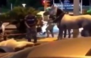 Alanya'dan tepki yağıyor: Fayton eziyetine...