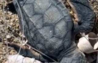 Alanya sahilinde misinalara dolanan yavru carettanın...