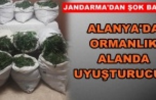 Alanya’da 22 bin 400 kök Hint keneviri ele geçirildi