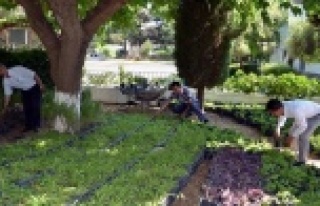 Büyükşehir'den Alanya'daki mezarlıklara...