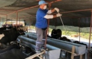 Büyükşehir Kurban Bayramı öncesi ilaçlamaya...