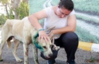 Çoban köpeği tabanca ile vuruldu