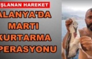 Denizde oltaya takılıp can çekişen martı kaptan...