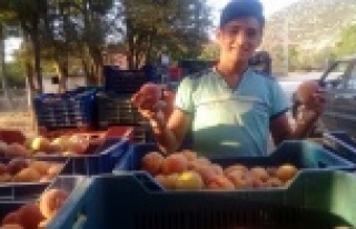 Erik’ten sonra karpuz ve şeftali de dış pazarda