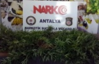 Evinde kenevir yetiştiren şüpheli yakalandı