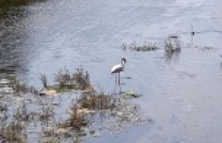 Flamingo Alanya'nın gözdesi oldu