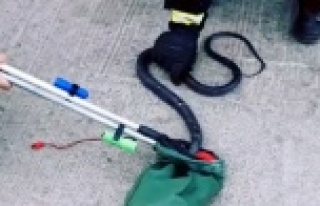 Hastane bahçesinde kara yılan yakalandı