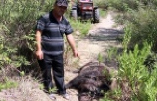 Kabus olan yaban domuzu 45 gün sonra etkisiz hale...