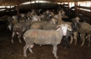 Patlayan içme suyu hattı koyunların bulunduğu...