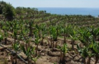 Tropik meyvelere tescil gelecek!