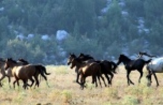 Yılkı atları geçen yıl gelen 25 bin turist sayısını,...