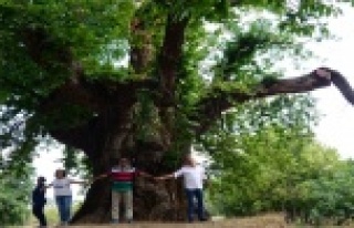 1000 yıllık kestane ağacı turistlerin ilgisini...