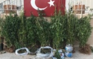 Alanya'da kenevir ve esrar operasyonu